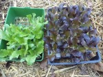 Aujourd'hui,ce sont des plants achetés en motte que j'ai planté.<br />En général pour la première voire la deuxième série de salades au début de l'année,je plante des salades que j'ai semé mais j’achète aussi quelques plants car ceux ci sont plus développés et ont une reprise pour rapide.<br />ces plants seront récoltés environ 15 jours plus tôt que ceux que j'ai planté la semaine dernière et que j'avait semer.<br />Cette méthode me permet d'avoir des salades le plus précocement possible.