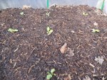 Mes petites salades plantées il y a une semaines se porte bien.<br />Je leur ait donc disposé quelques copeaux de bois à leur pieds.