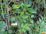 ginseng.JPG