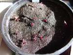 DSCF2012.jpg