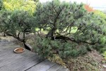 pinus mughus_1.JPG