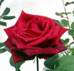 Rose.jpg