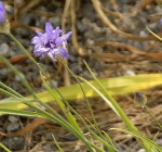 fleur mauve 1.jpg