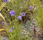 fleur mauve 2.jpg