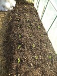 Voici la planche de rouge grenobloise.<br />Ce n'est pas très visible sur la photo à cause du soleil mais les jeunes salades on quasiment doublée de volume.