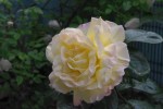 IMGP8144.jpg