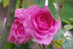 IMGP8500.jpg