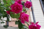 IMGP8557.jpg