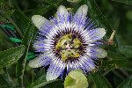 Passiflore caerulea.jpg