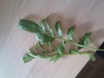 plante.jpg