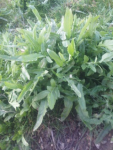 plante 2.png