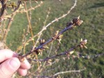 Le forsythia quand à lui à décider de rester &quot;sage&quot;,il s'est fait une petite frayeur en faisant des fleurs en début d'hiver donc cette fois ci il se montre plus prudent.<br />En espérant quand même qu'il fleurira avant le mois de juillet :)!!!