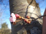 Certaines fleurs sont même déjà ouvertes.