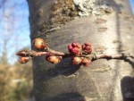 Les bourgeons des prunus ne tiennent plus en place et gonfle à vue d’œil.