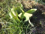 Les tulipes sont sorties.