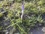 Les premiers crocus.