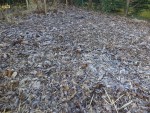 Les feuilles mortes givrées ce matin.