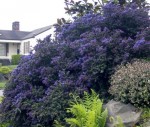 ceanothus.jpg