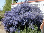 ceanothus_(1).jpg