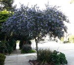 ceanothus-ray-hartman-street-tree.jpg