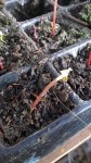 On voit bien les feuilles et cotylédon qui avaient finis de sécher et le collet qui commence à être touché.<br />C'est comme si la maladie commençait par tuer le haut de la plantule puis attaquait la base comme pour prendre la tige en &quot;sandwich&quot;.