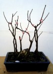 bonsai_20150307_erable-pseudoplatane.jpg