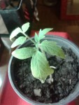 20150310_192228.jpg