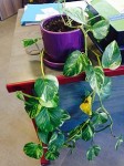 plante.jpg