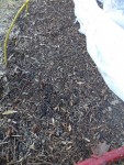 Une fois les rang plantés,j'y ait déposé à la surface 1 cm de BRF pour couvrir mon sol.