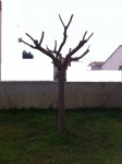 arbre 1.jpg