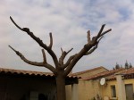 arbre 2.jpg