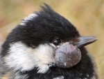 Mésange noire