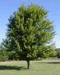 acer-freemanii-ab.gif