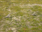 DSCN5977.JPG