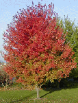 acer-freemanii-ab-fall-color.gif