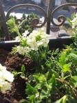 PLANTE BALCON 1.jpg