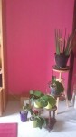 Le coin &quot;plantes&quot;