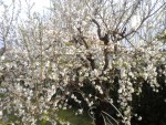 DSCN5992.JPG