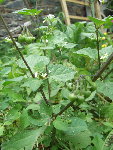 et le petit dernier, qui a un feuillage qui ressemble un peu aux haricots verts nains, mais qui fait de petites boules