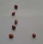 grains_petits.jpg