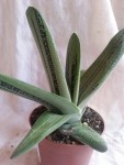 crassula.jpg