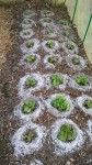 Un petit aperçut des grenobloises plantées il y a un mois.<br />J'ai été obliger de leur faire des barrières de cendre contre les limaces.
