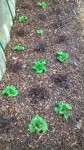 La planche de salades plantées il y a 3 semaines.