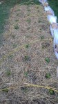 La plantation effectuée.<br />30 salades en tout dont 15 reines des glaces (plants achetés) et 15 grenobloises (plants semés par moi même). <br />Au premier plans les grenobloises et au second plans les reines des glaces.<br />Pour les planter,j'ai simplement fait un trou dans le sol à travers le foin et j'y ai déposé mes plants,j'ai refermé le trous puis c'est tout.