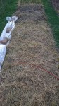 Voici l'emplacement avant la plantation.<br />Ici se trouvait encore il y à quelques semaines et mois la moutarde blanche que j'ai tondue il y a un peu plus d'un mois.<br />Les résidus étaient restés au sol sans nouveau paillage mais avant la plantation des salades,j'ai déposé une petite couche de foin pour que la culture se fasse sans herbes.