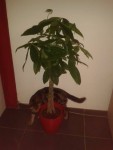 pachira.jpg