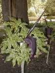 Dracunculus_vulgaris_HRM.jpg