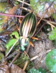 insecte.jpg