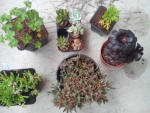 plante.jpg