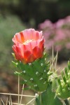 DSC_0441.jpg